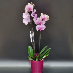 Orchidée Phalaenopsis