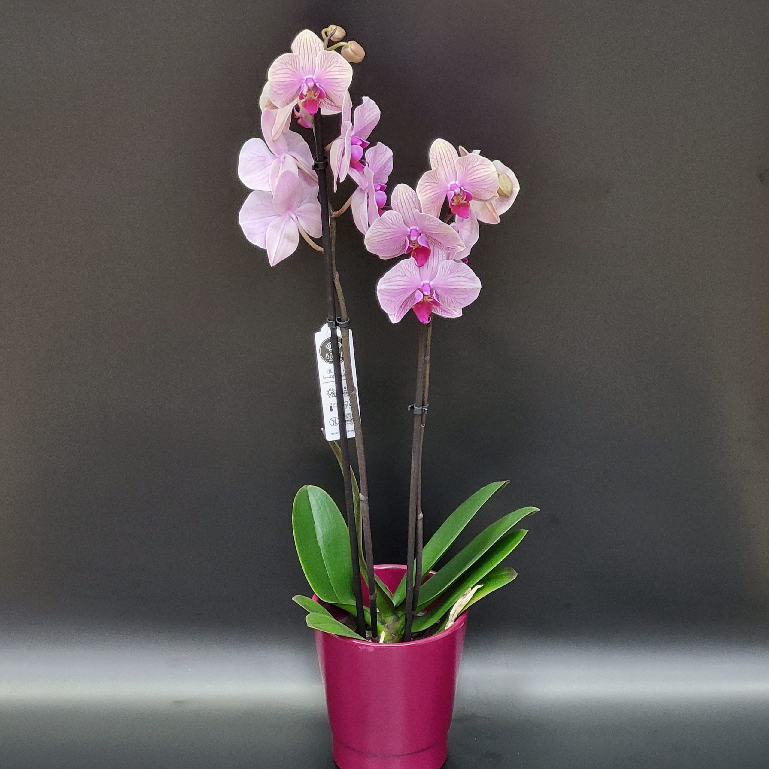 Orchidée Phalaenopsis