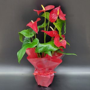 Anthurium rouge
