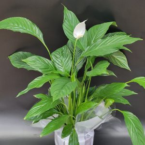 Spathiphyllum